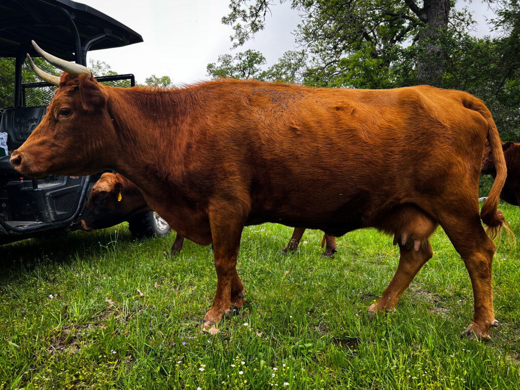 Autumn, dexter cow