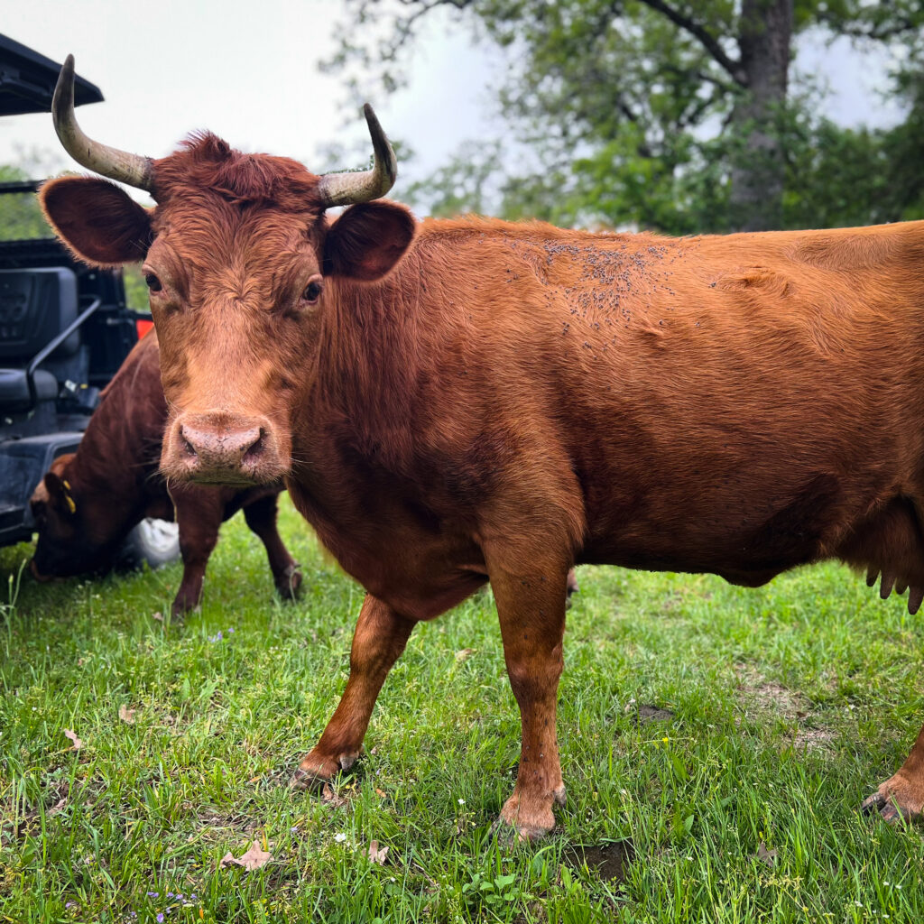 Autumn, dexter cow