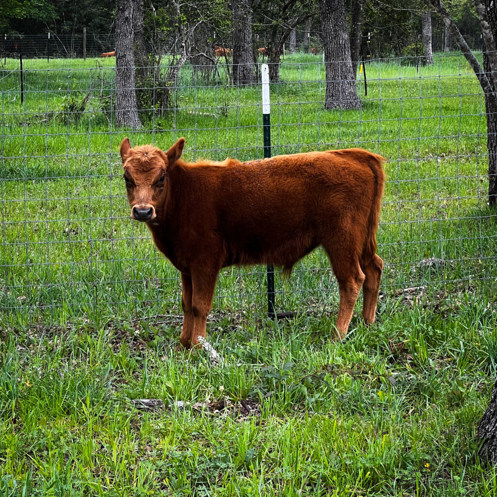 Little Dood, dexter bull calf