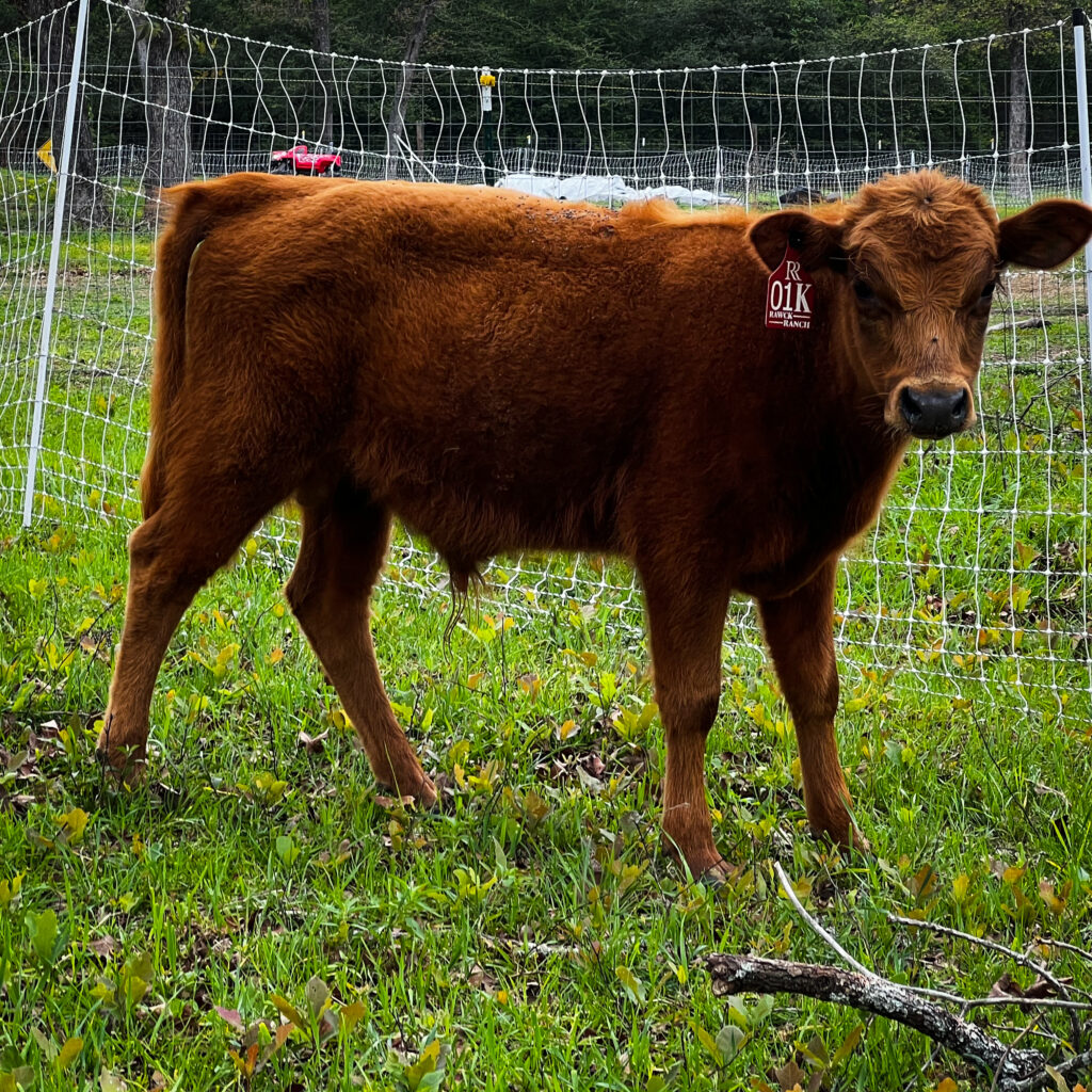 Little Dood, dexter bull calf