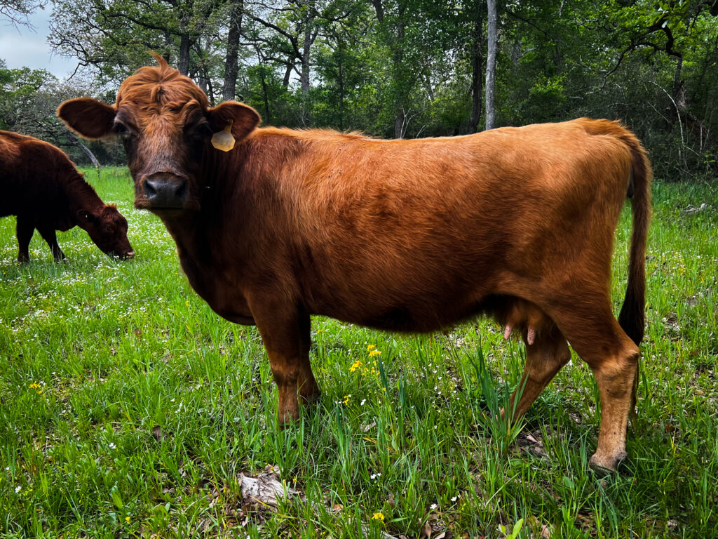 Rawck Ranch Dexter cow, Little Girl