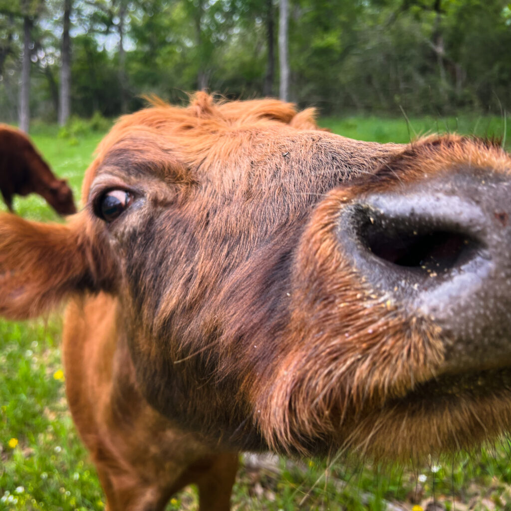 Little Girl, dexter cow