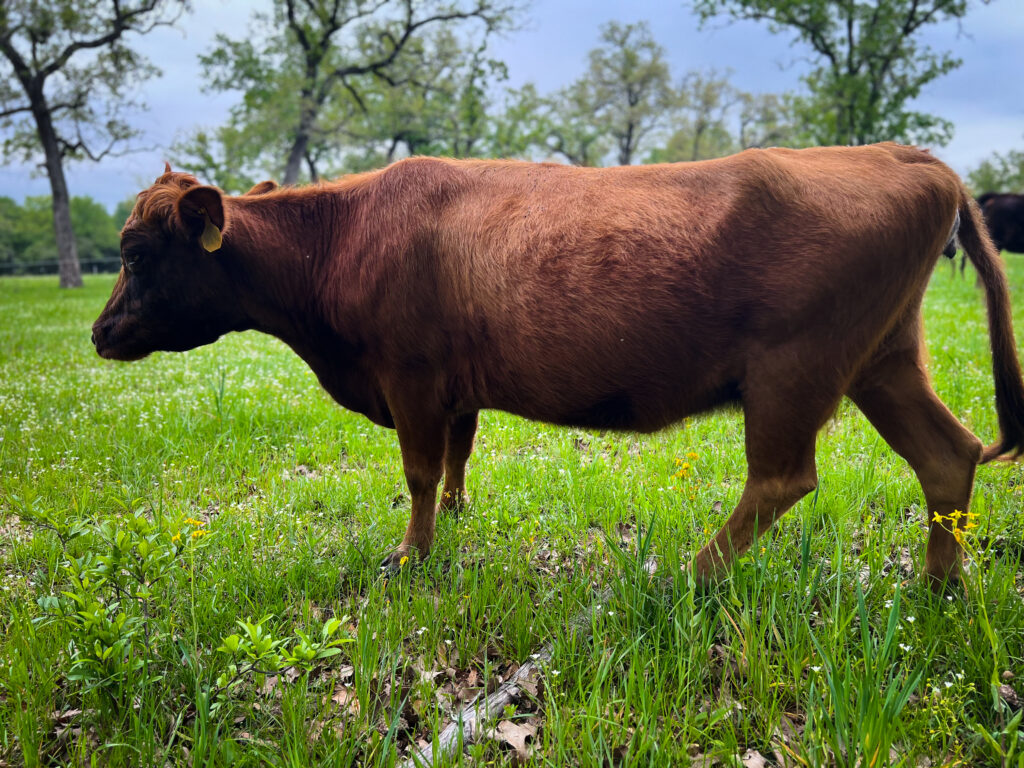 Little Girl, dexter cow