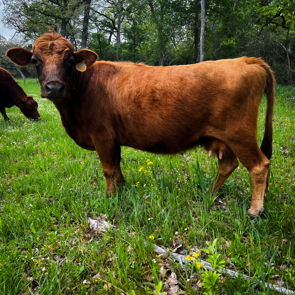 Little Girl, dexter cow