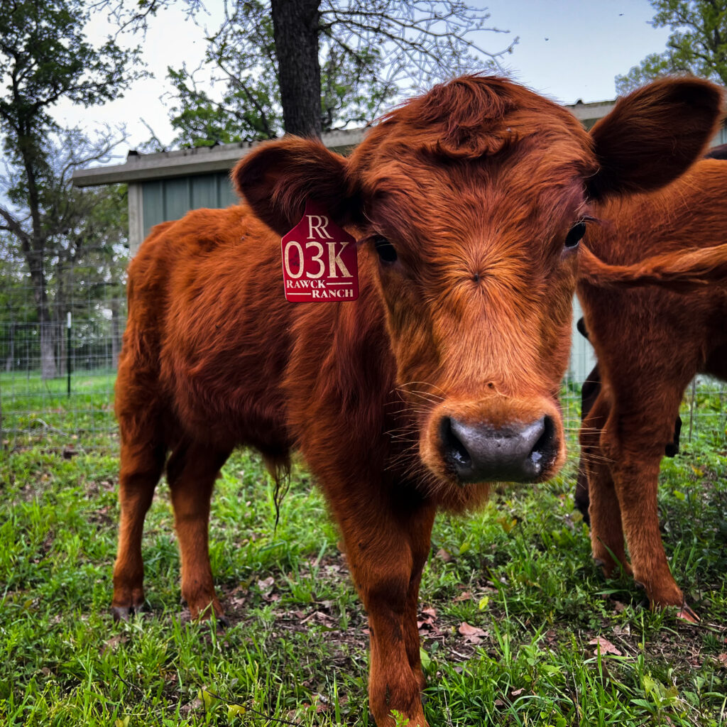 Rawcky, dexter bull calf