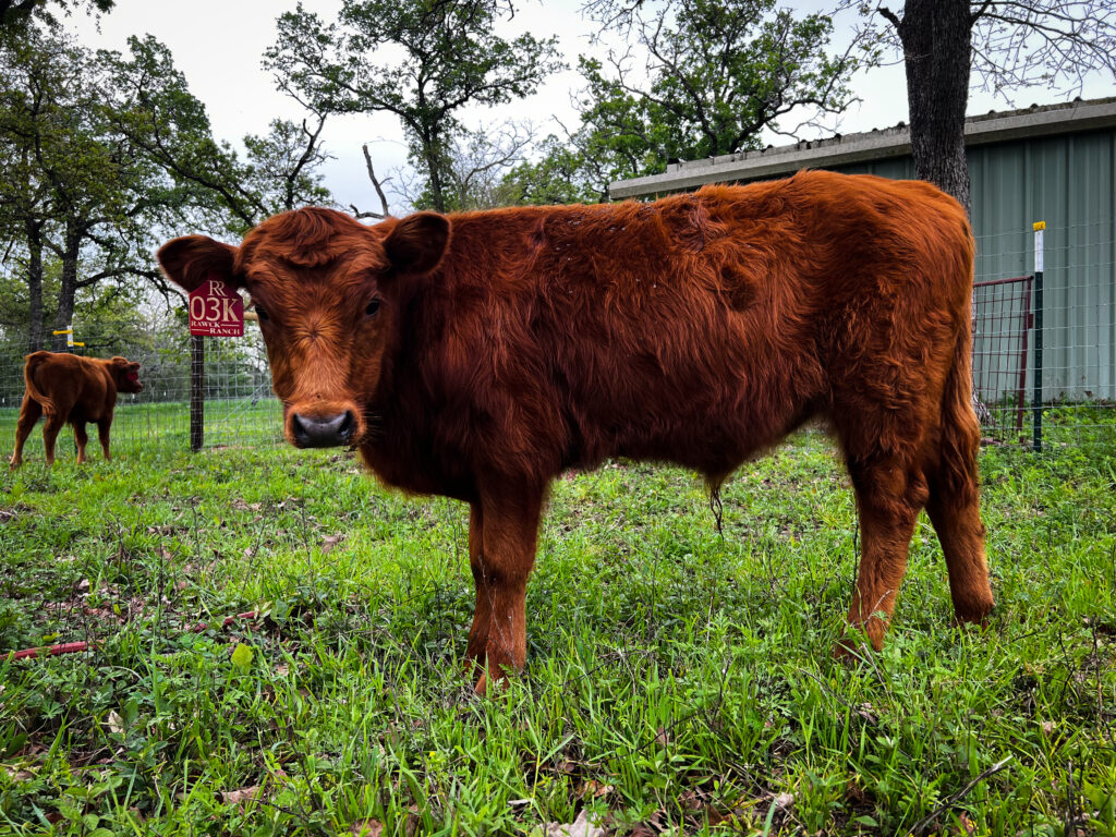 Rawcky, dexter bull calf