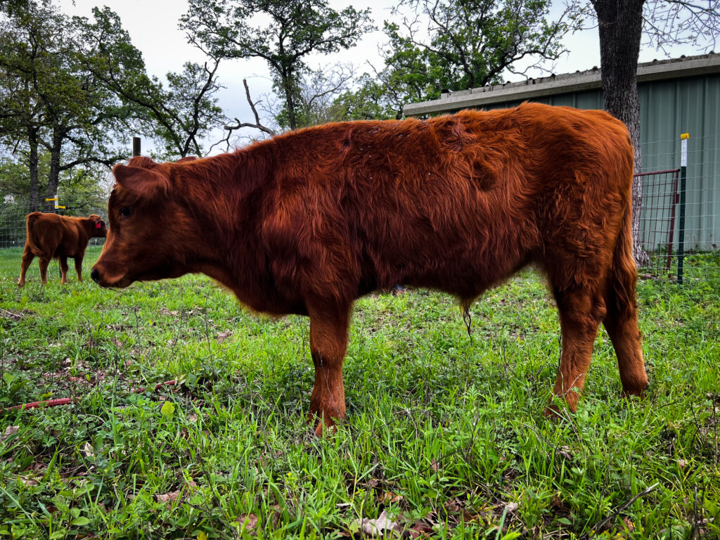 Rawcky, dexter bull calf