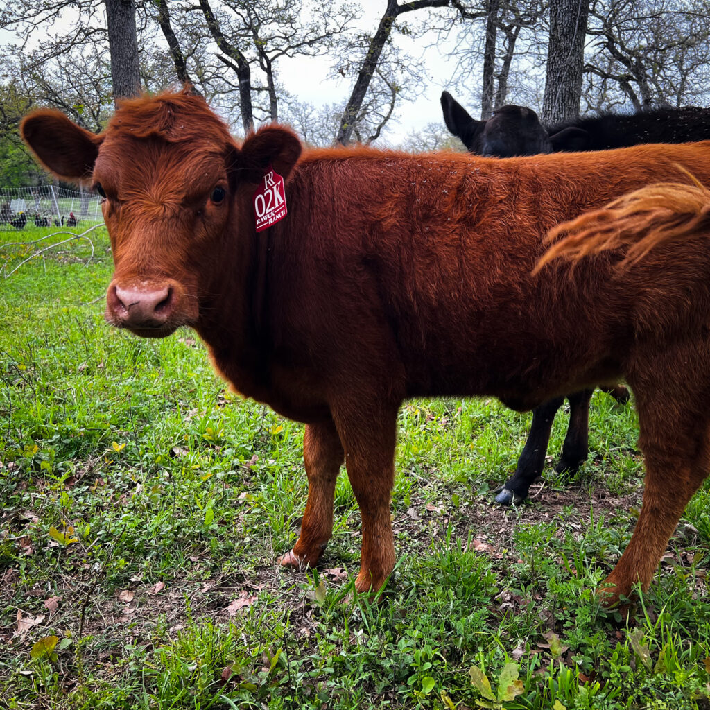 Reese, dexter heifer calf