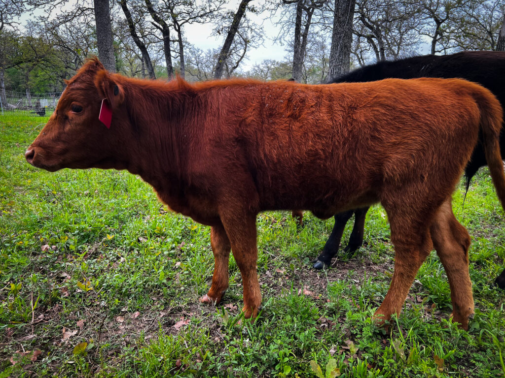 Reese, dexter heifer calf