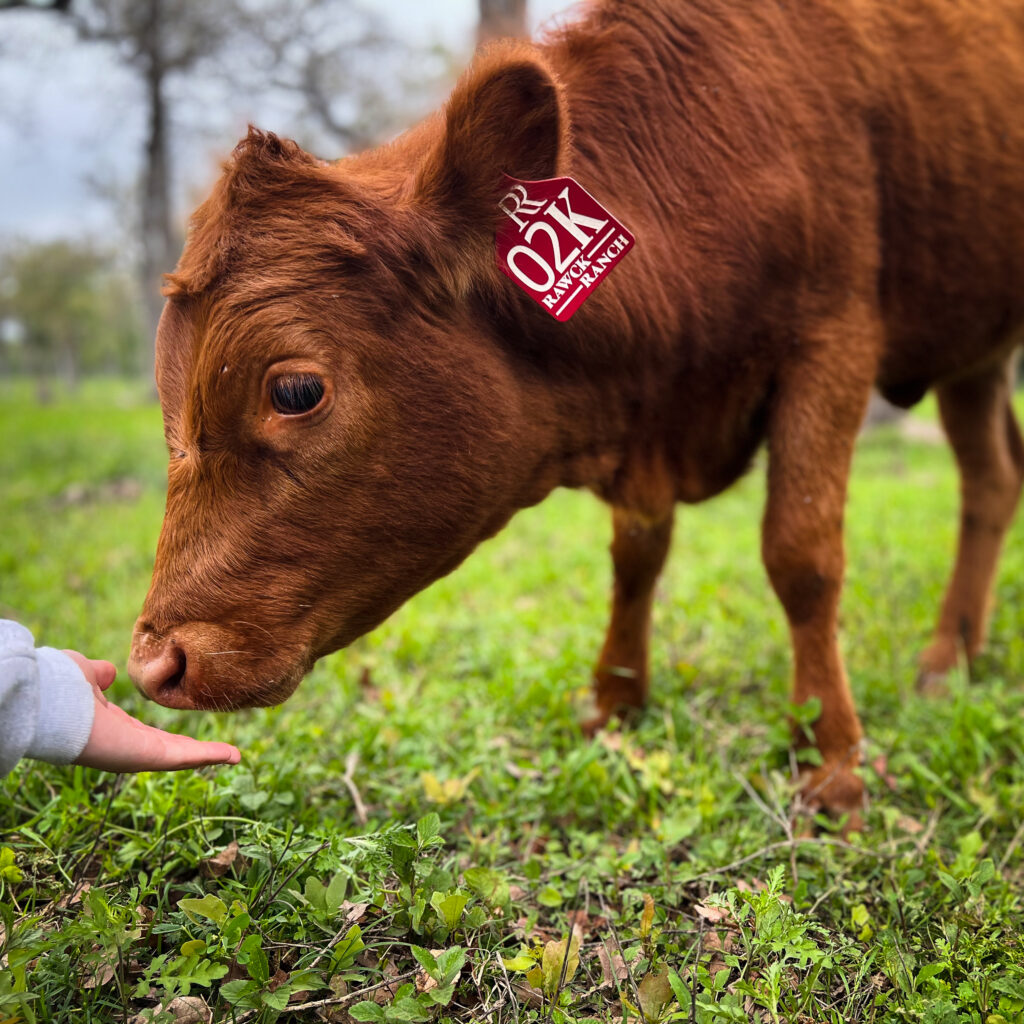 Reese, dexter heifer calf