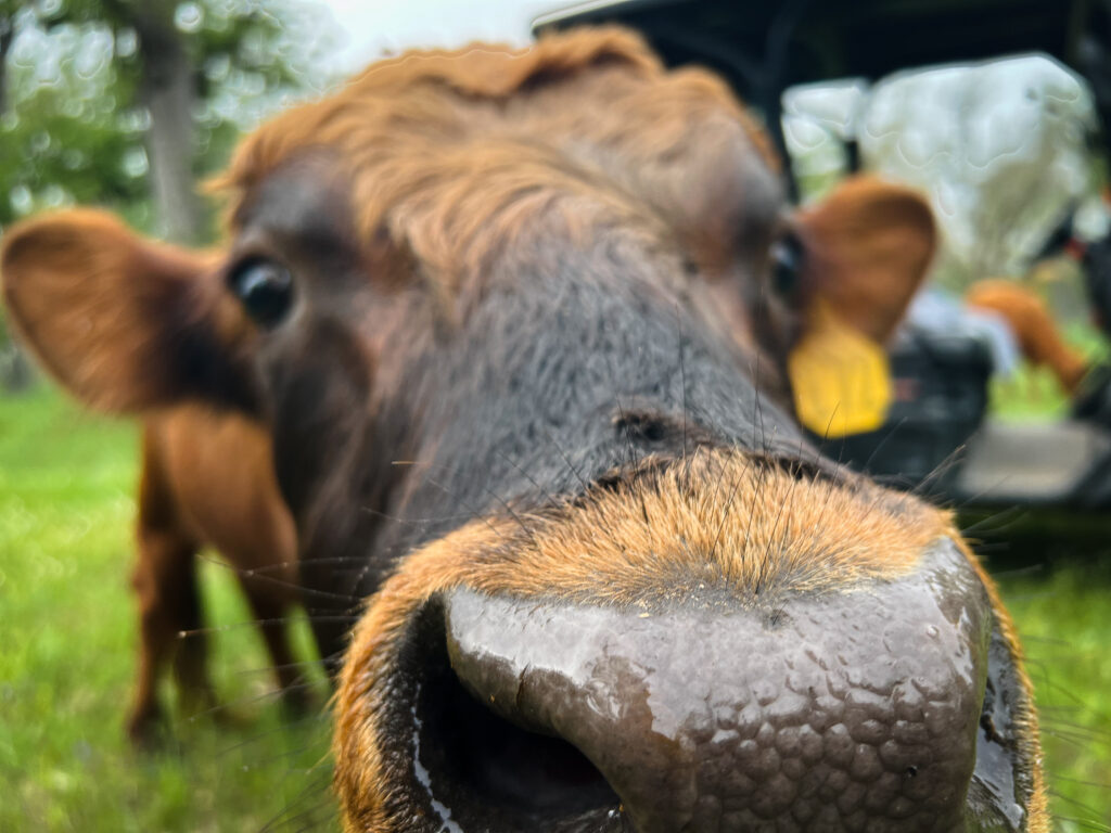 Seeker, dexter herd bull