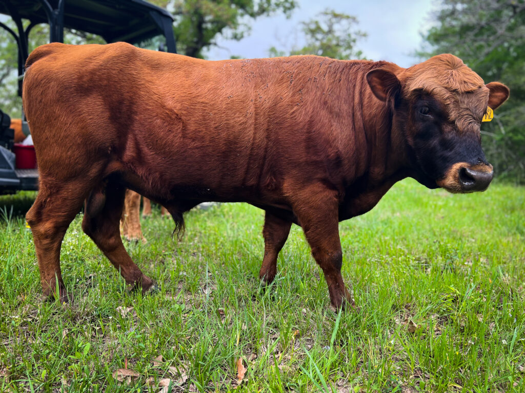 Seeker, dexter herd bull