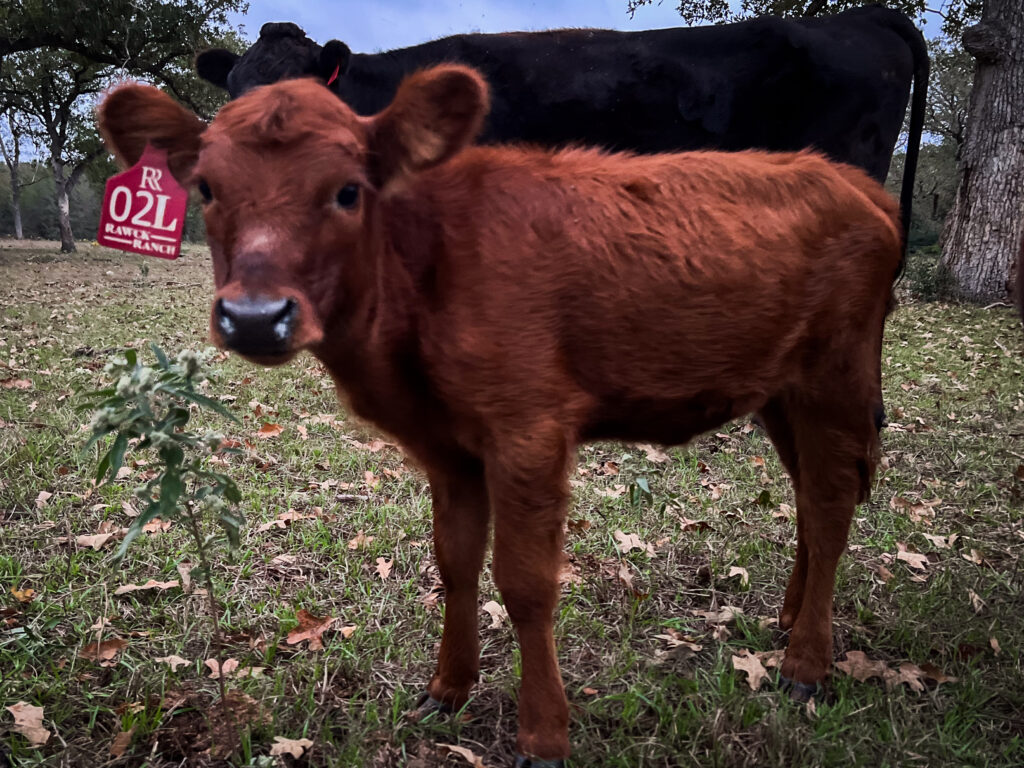 Dexter, heifer calf